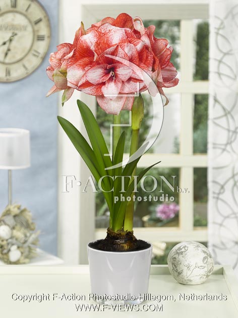 botanic stock photo Hippeastrum