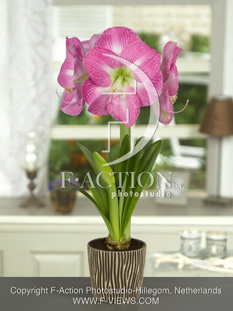 botanic stock photo Hippeastrum
