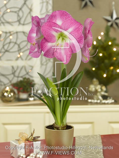botanic stock photo Hippeastrum