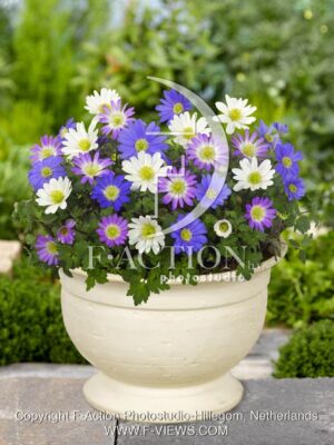 botanic stock photo Anemone