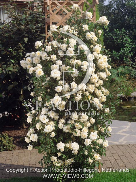 botanic stock photo Rosa