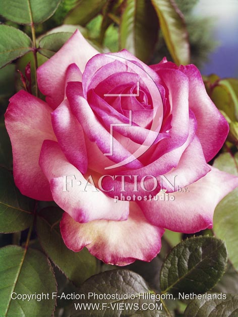 botanic stock photo Rosa