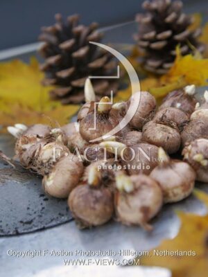 botanic stock photo Crocus