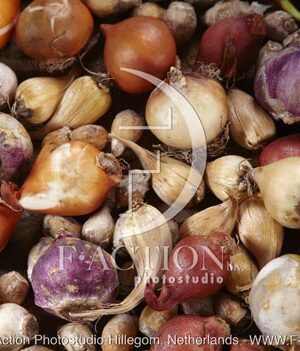 botanic stock photo Bulbs