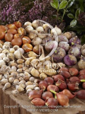 botanic stock photo Bulbs