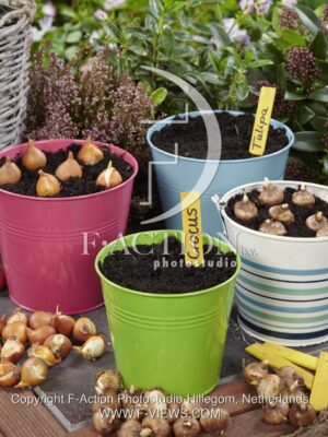 botanic stock photo Bulbs