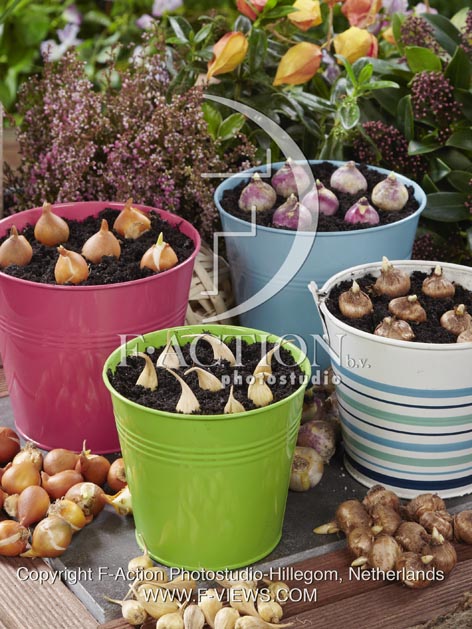 botanic stock photo Bulbs