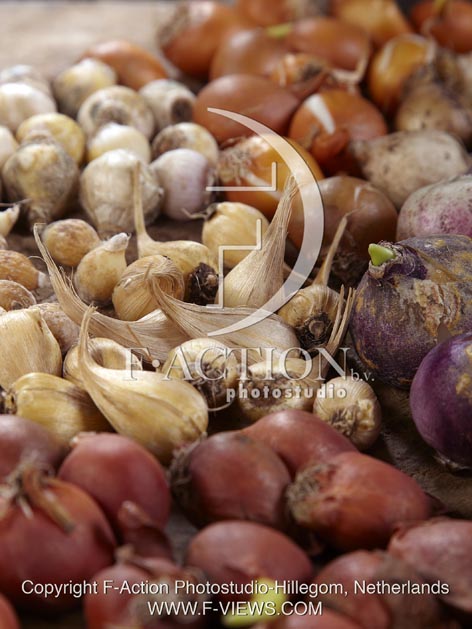 botanic stock photo Bulbs