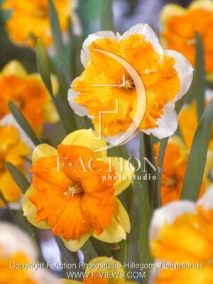 botanic stock photo Narcissus