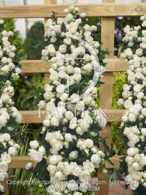 botanic stock photo Rosa