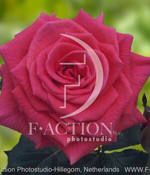 botanic stock photo Rosa
