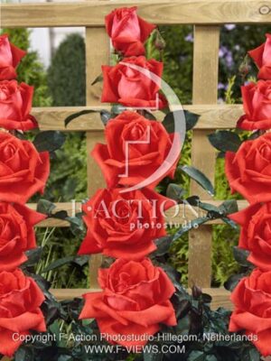 botanic stock photo Rosa