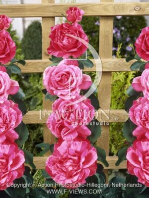 botanic stock photo Rosa