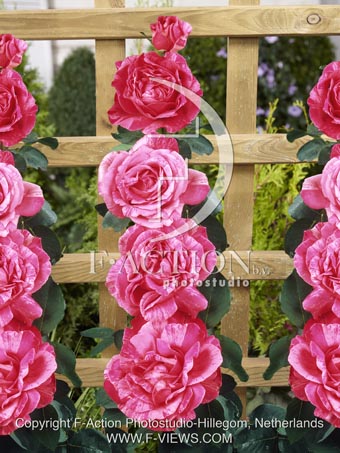botanic stock photo Rosa