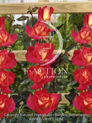 botanic stock photo Rosa
