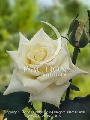 botanic stock photo Rosa