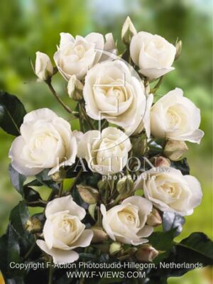 botanic stock photo Rosa