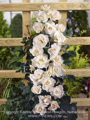 botanic stock photo Rosa