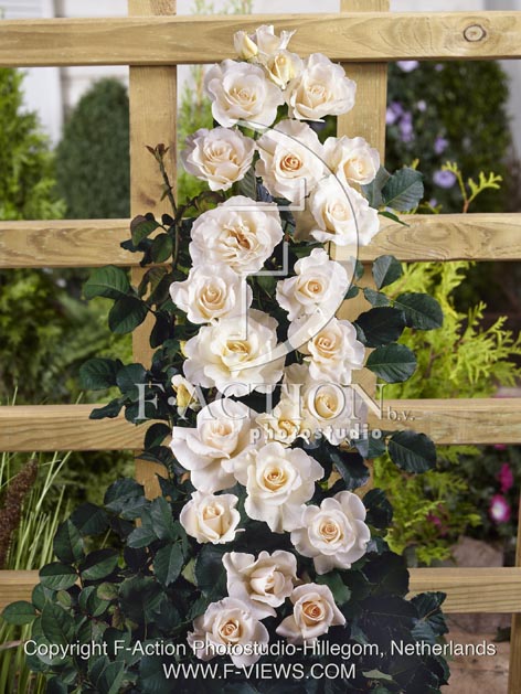 botanic stock photo Rosa