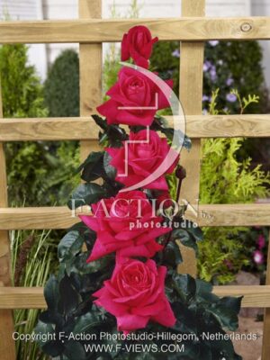 botanic stock photo Rosa