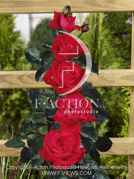 botanic stock photo Rosa