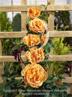 botanic stock photo Rosa