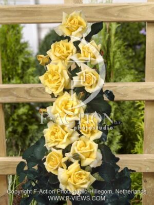 botanic stock photo Rosa