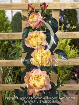 botanic stock photo Rosa