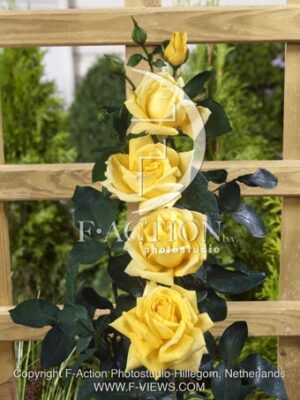 botanic stock photo Rosa