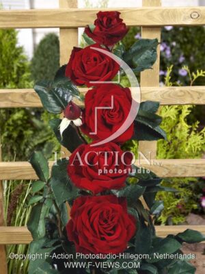 botanic stock photo Rosa