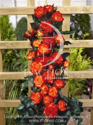 botanic stock photo Rosa