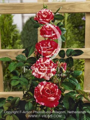 botanic stock photo Rosa
