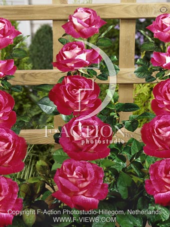 botanic stock photo Rosa