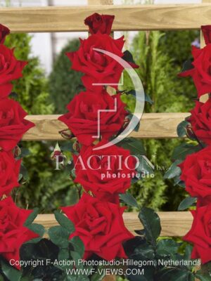 botanic stock photo Rosa