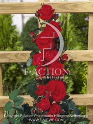 botanic stock photo Rosa