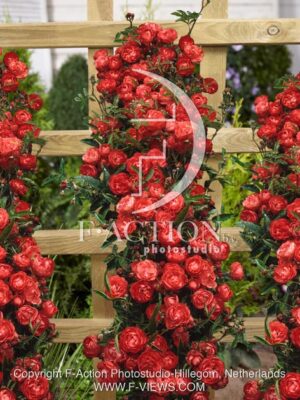 botanic stock photo Rosa