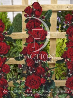 botanic stock photo Rosa