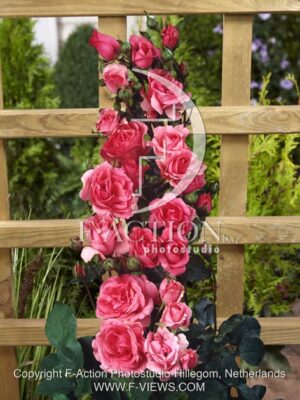 botanic stock photo Rosa