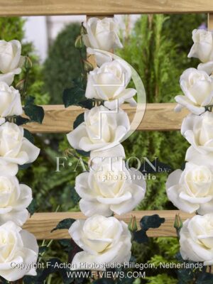 botanic stock photo Rosa