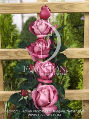 botanic stock photo Rosa