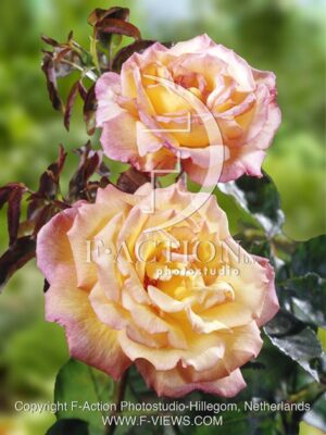 botanic stock photo Rosa