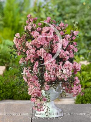 botanic stock photo Rosa