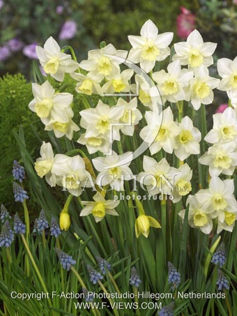 botanic stock photo Narcissus
