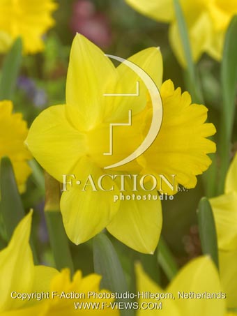 botanic stock photo Narcissus
