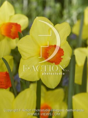 botanic stock photo Narcissus