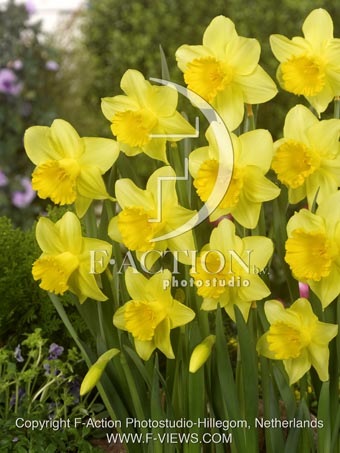 botanic stock photo Narcissus