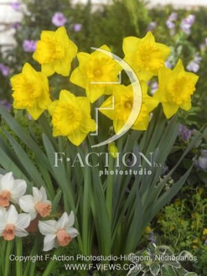 botanic stock photo Narcissus