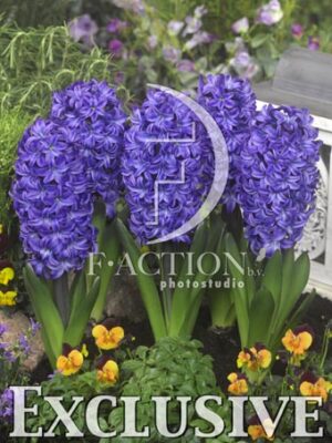 botanic stock photo Hyacinthus