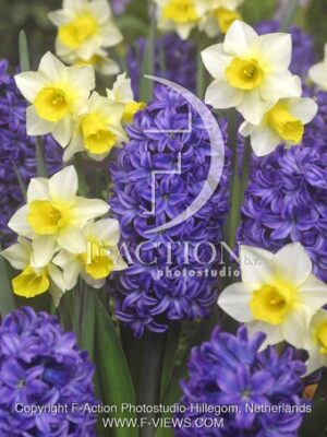 botanic stock photo Hyacinthus