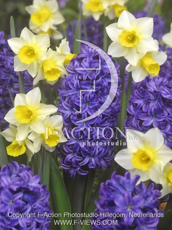 botanic stock photo Hyacinthus
